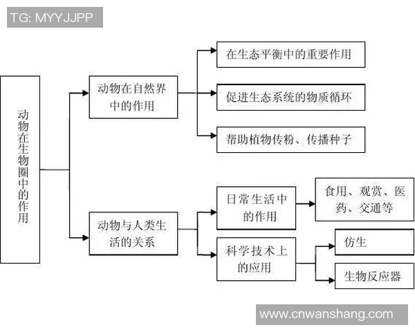 球星在足球队中的多重角色与关键作用分析
